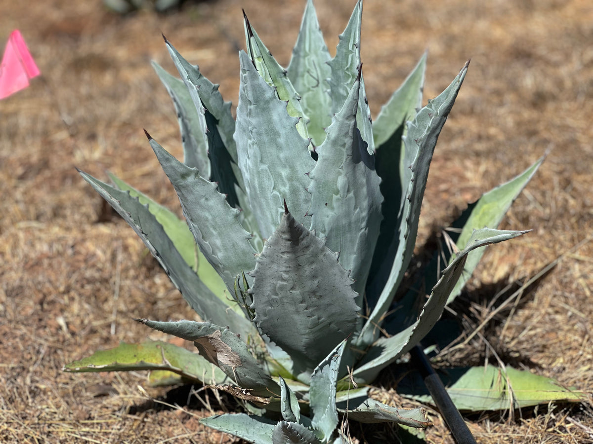 Agave Americana