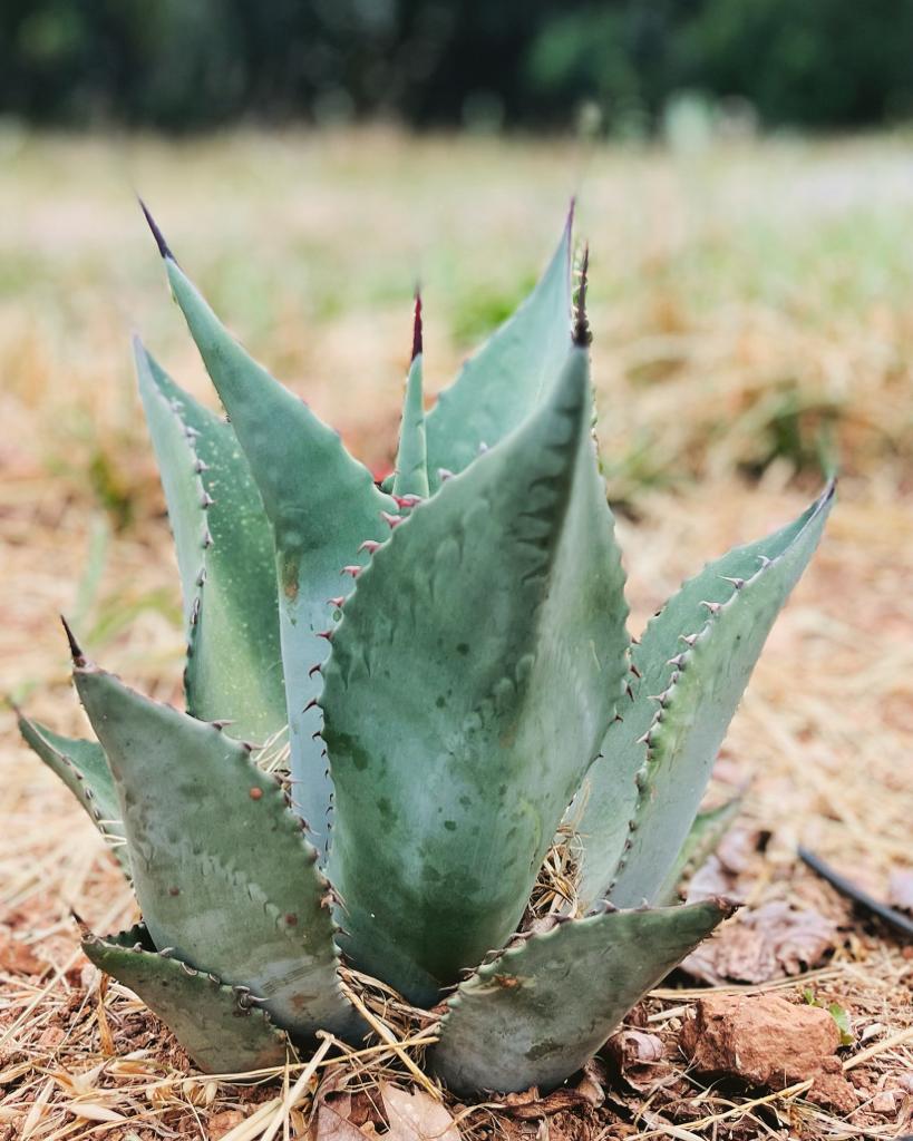 Agave Durangensis
