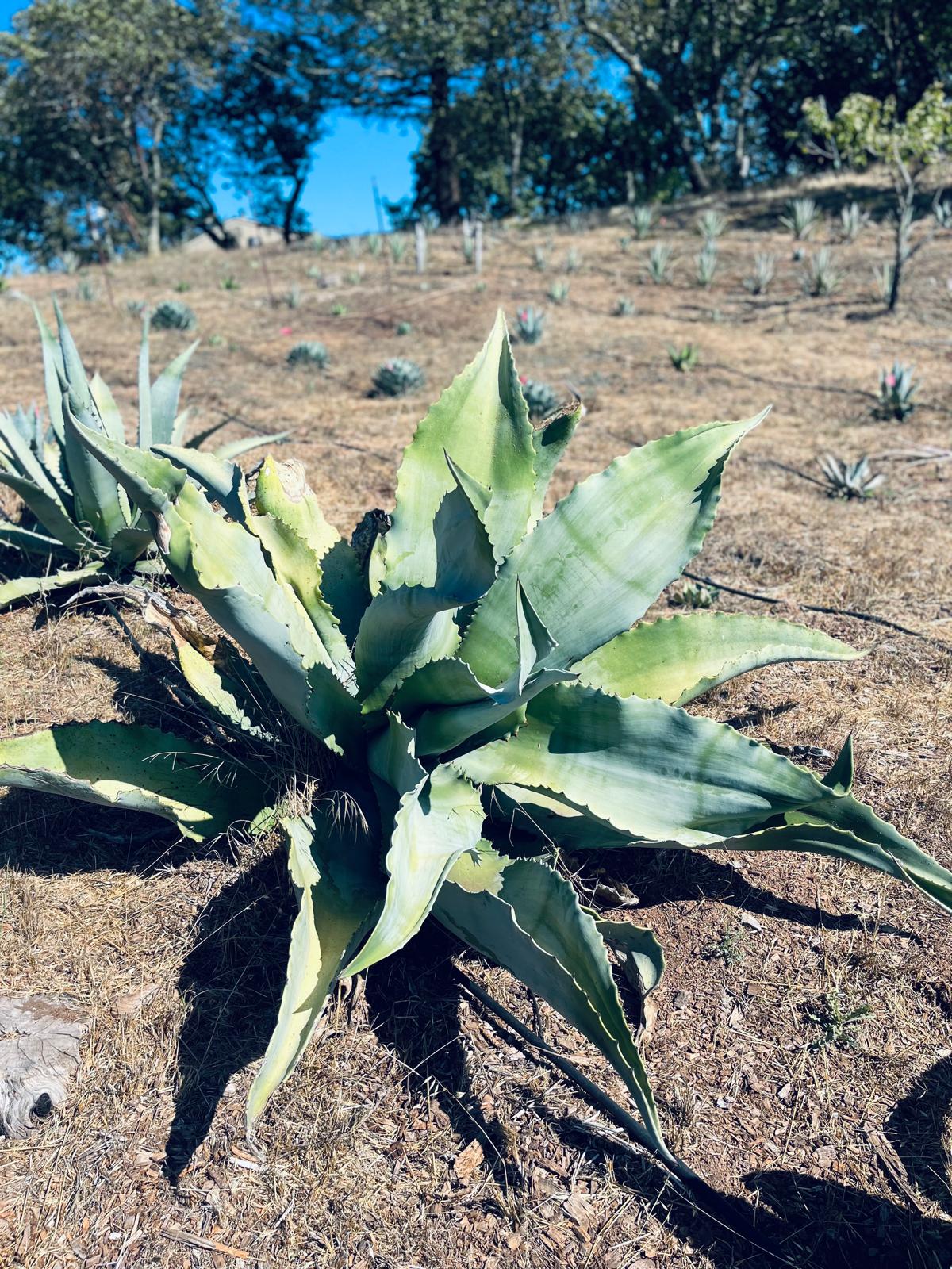Agave Marmorata