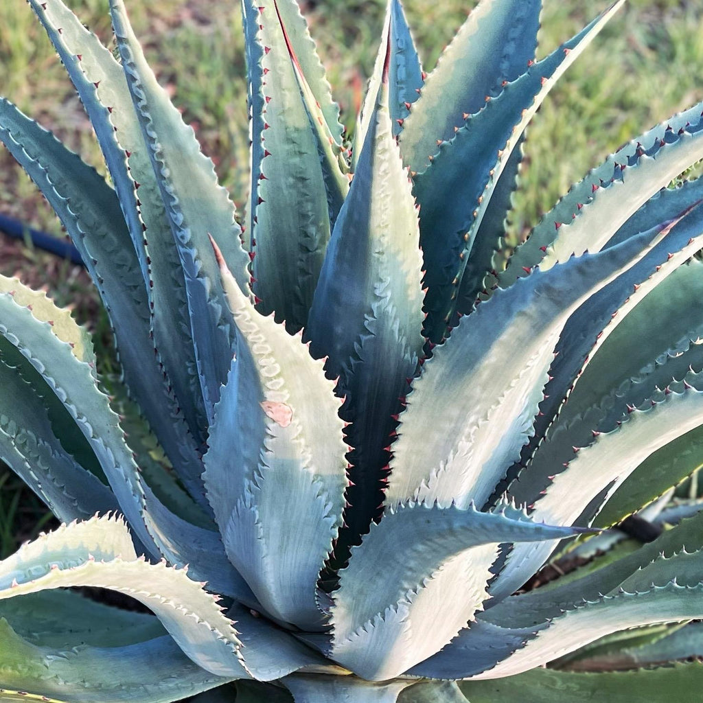 Agave Mapisaga　70cmオーバー 大株 地植え Agave Mapisaga – Stargazer Nursery