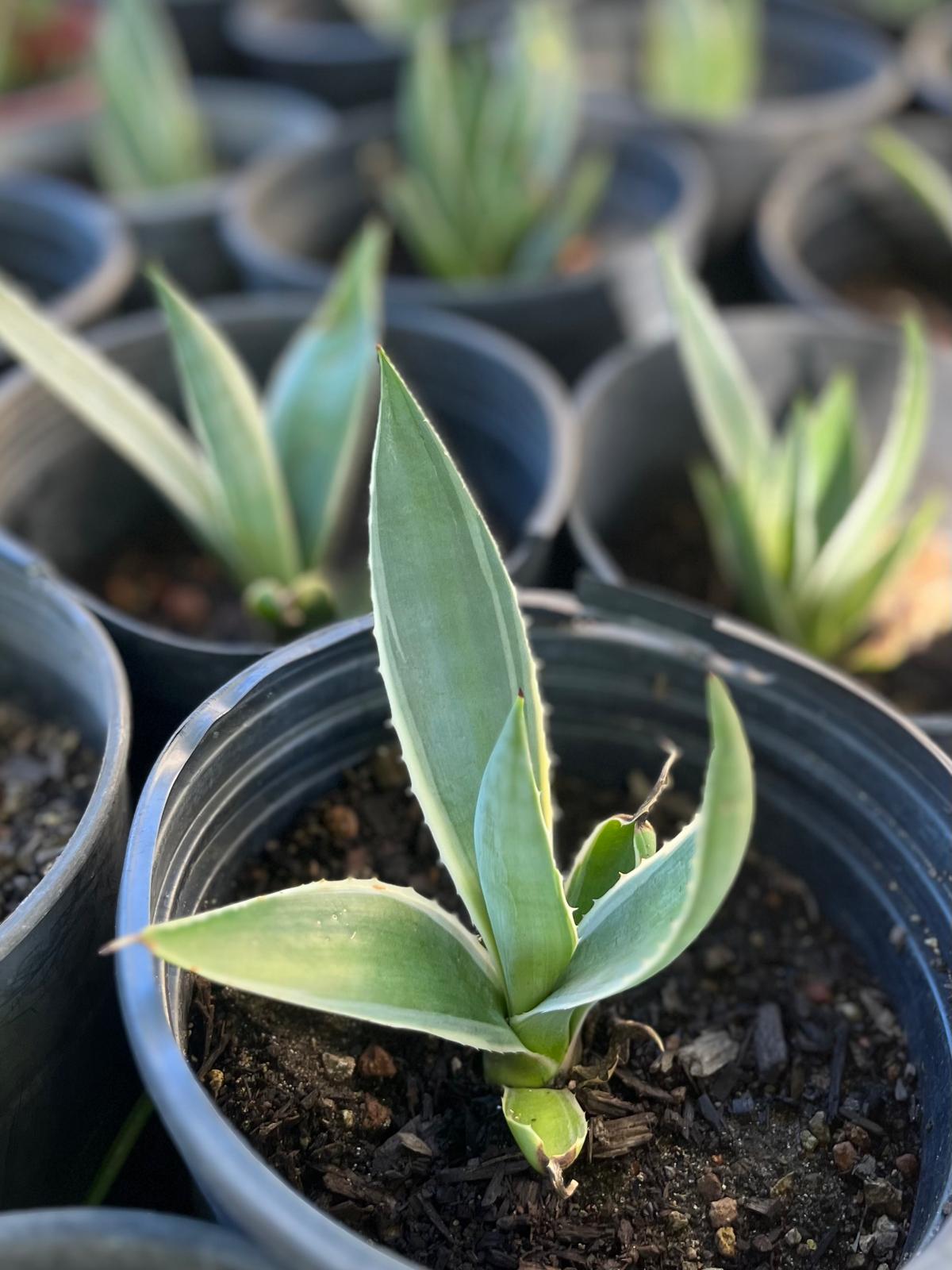 Agave Angustifolia v. marginata