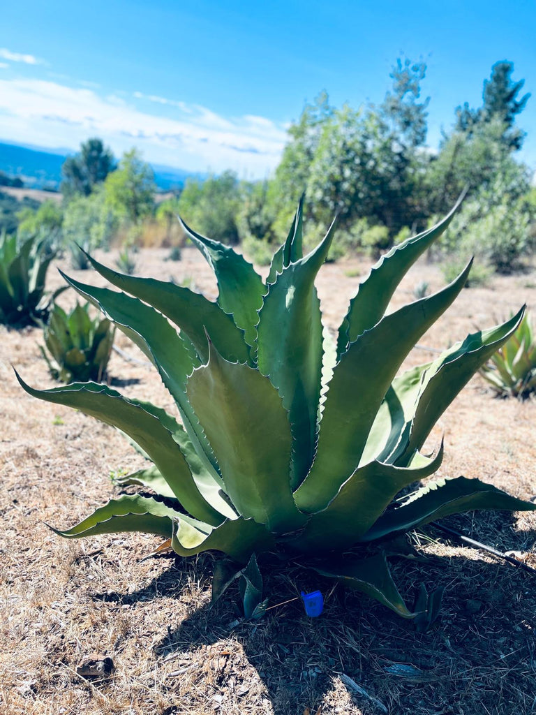 Agave Salmiana v. ferox – Stargazer Nursery