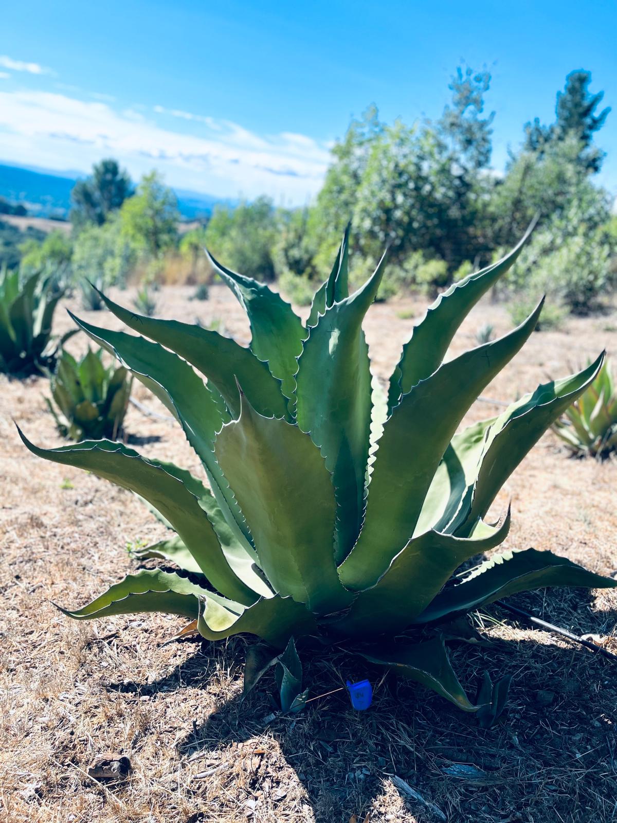 Agave Salmiana v. ferox
