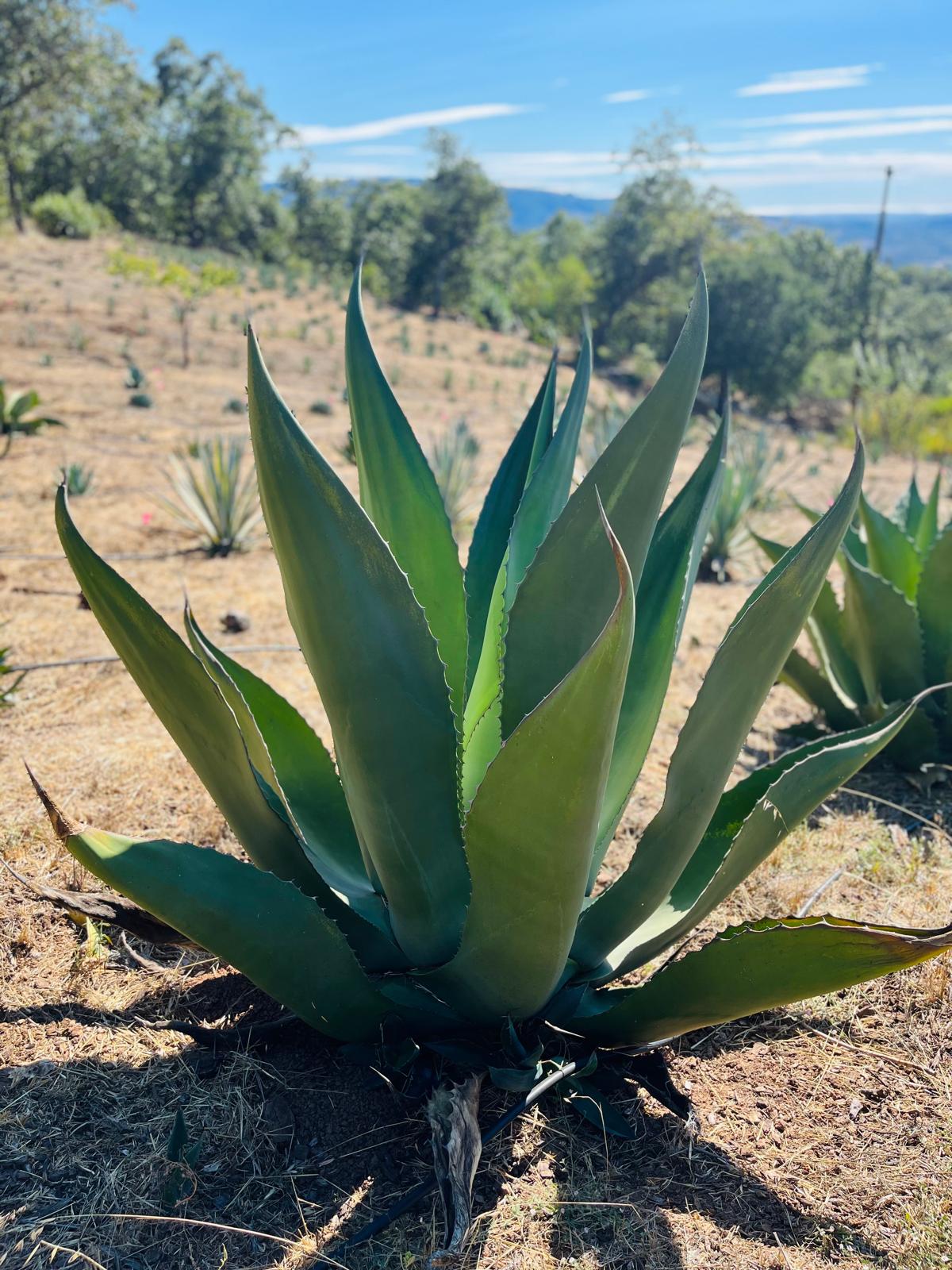 Agave Salmiana v. salmiana