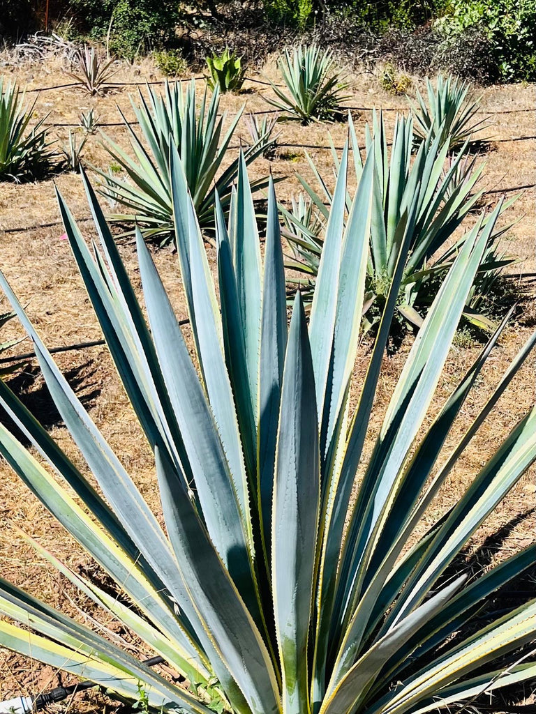 Agave Tequilana (variegated) – Stargazer Nursery